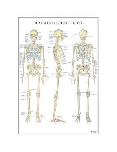 Poster Scientifico Belletti - 67x100 cm - Sistema Scheletrico - MS38PL