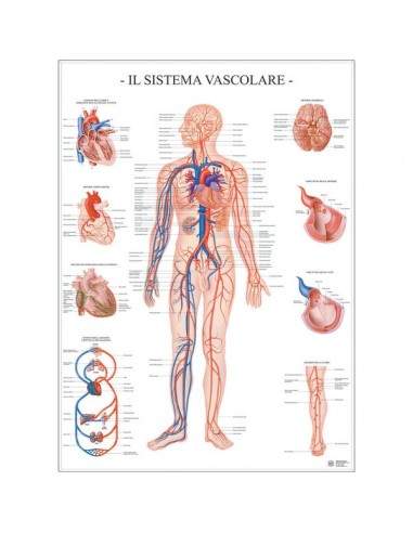 Poster Scientifico Belletti - 67x100 cm - Sistema Vascolare - MS43PL