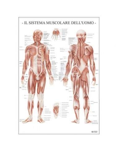 Poster Scientifico Belletti - 67x100 cm - Sistema Muscolare dell'Uomo - MS37PL