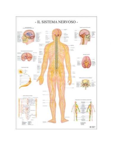 Poster Scientifico Belletti - 67x100 cm - Sistema Nervoso - Compreso di asticelle - MS42PL