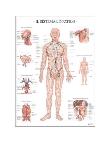 Poster Scientifico Belletti - 67x100 cm - Sistema Linfatico - MS41PL