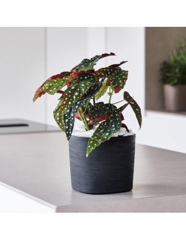 Vaso Quadrato Capri 13Lt Sabbia Teraplast